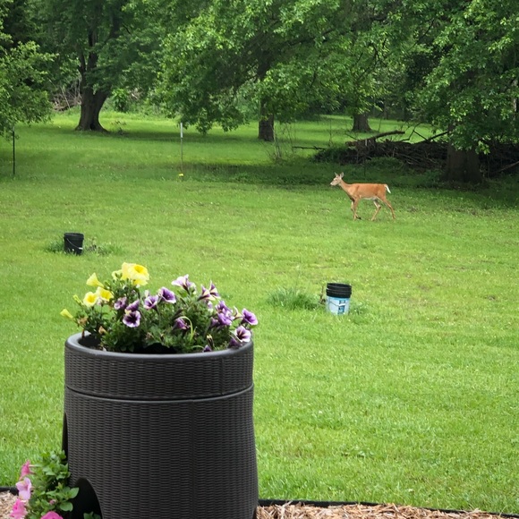 Meet Your Posher Brenda - Picture 6 of 9